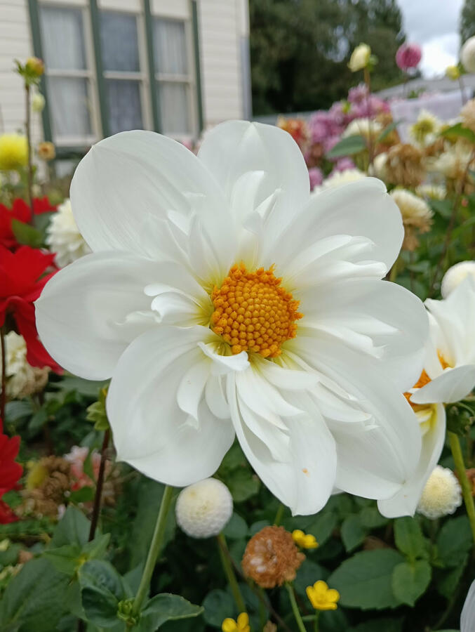 Twyning's White Chocolate