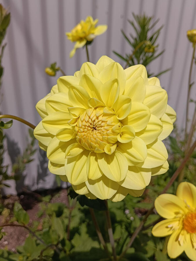 Gloria Van Heemstead