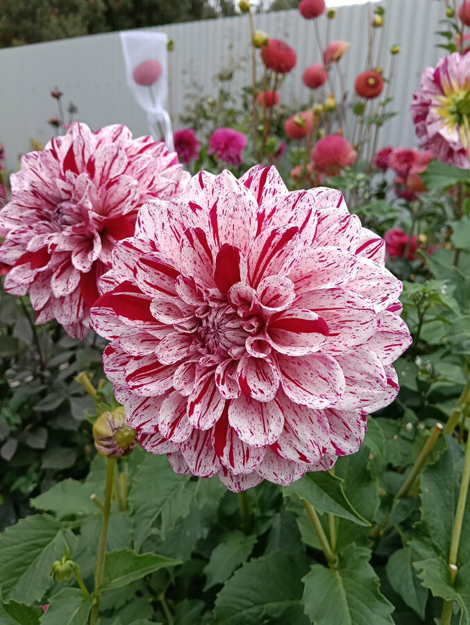 Fernridge Painted Lady