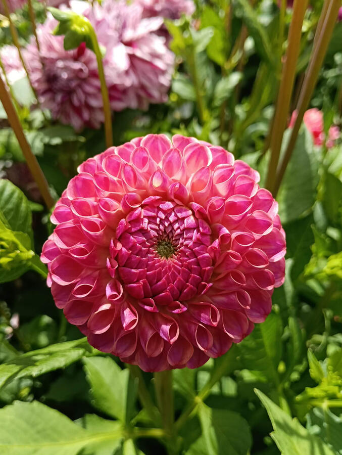 Tararua Seedling 2