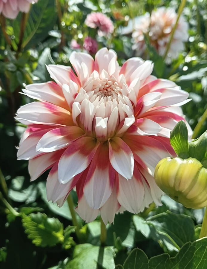 Maxwelton Harlequin