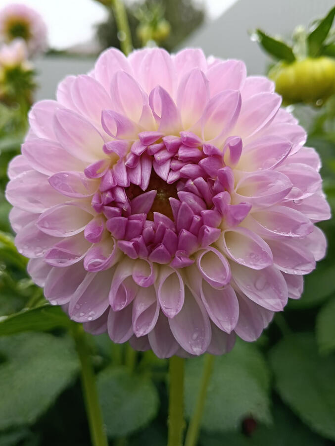 Westerton Ella Grace